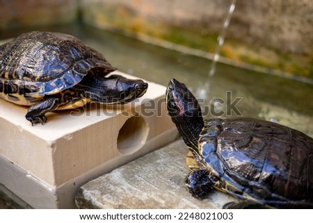 American freshwater turtle. A family of turtles in a zoo on the island of Malta.