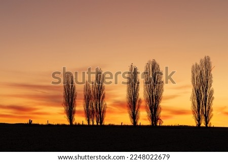 A spectacular sunrise with an  amazing colored sky over the rolling hills in an Italian landscape with the typical Tuscan Poplar trees. This landscape can also be found in the Netherlands