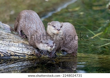 Pair of otters on a log