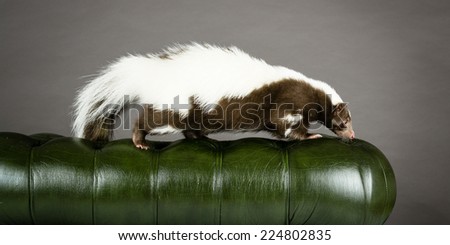 Picture of a skunk walking on the back of a green chair