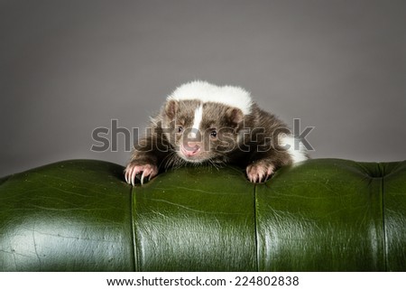 Picture of a Skunk Looking over the back on a green chair