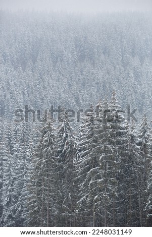 Fir trees covered with snow in mountain park. Beautiful photo of highland wood for background design