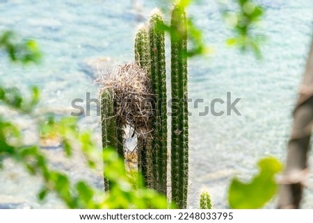 Closeup view of four cactus columns on a background of turquoise caribbean sea. Leaves of a plant out of photo appear in the foreground