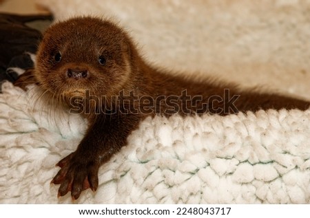 Eurasian Otter (Lutra lutra) Orphaned abandoned cub in care.