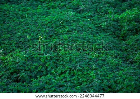 green garden clover leaves grass texture background 