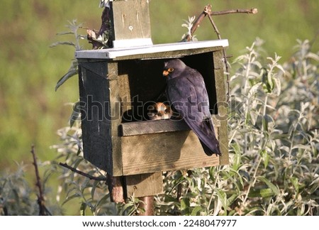 Roodpootvalk broedend in nestkast; Red-footed Falcons breeding in nest box Royalty-Free Stock Photo #2248047977
