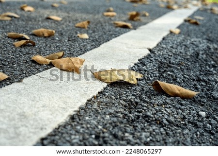 Dry leaves landed on the highway