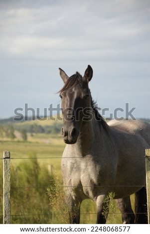 Roan black coat horse in foreground, behind a rural wire fence; on a cloudy day with a landscape of hills and valleys Royalty-Free Stock Photo #2248068577