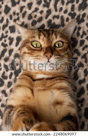 Funny Bengal cat takes a selfie on the background of a leopard print blanket.