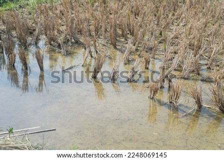 Straw stubbles remain after rice field harvested and left vacant in wet land before plough for next growing season as traditional cultivation method of Northern Vietnam. Agriculture background Royalty-Free Stock Photo #2248069145