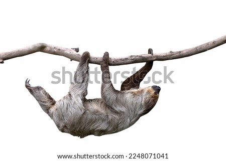 Cute two-toed sloth hanging on tree branch isolated on white background. Royalty-Free Stock Photo #2248071041