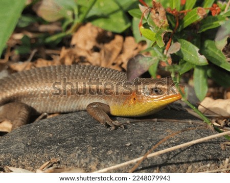 a brown scincoid lizard is standing on the rock , staring at the cameraman and chilling in the morning light in the trees bushes background