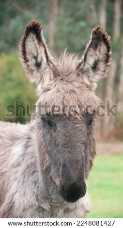 Little donkey funny face with a fringe 