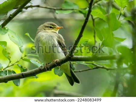 Willow warbler just arrived in Scotland for breeding Royalty-Free Stock Photo #2248083499