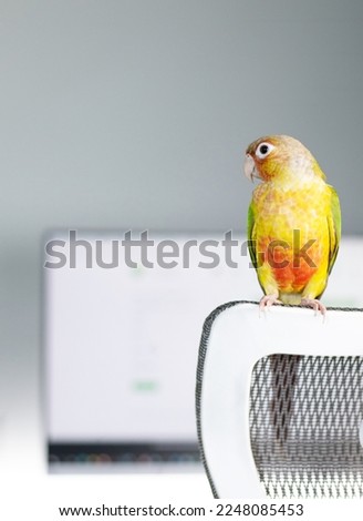 Pineapple conure bird high quality stock photo in white background