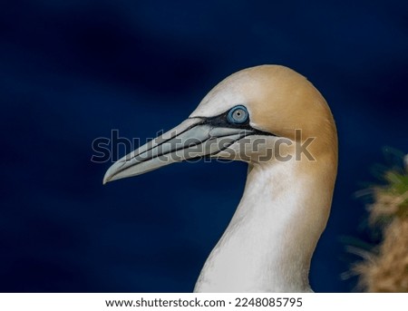 Gannets on the coastal cliffs Royalty-Free Stock Photo #2248085795