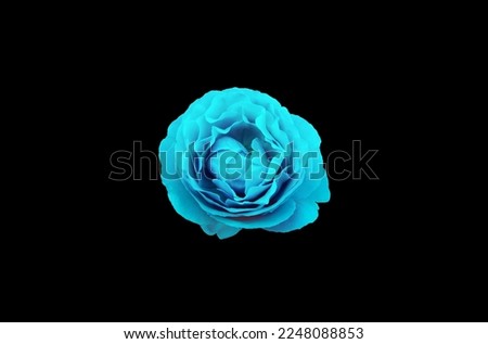 Top veiw, Single rose flowers blue color blossom blooming  isolated on black background for stock photo or illustration, summer plants