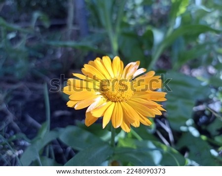 Calendula officinalis, the pot marigold, ruddles, common marigold or Scotch marigold. Floral desktop background