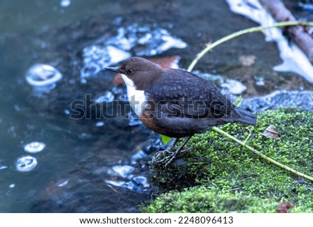 The Dipper is a bird of clean, fast flowing streams and is a good indicator how healthy the aquatic ecosystem is. They dive under water in search of invertebrate prey Royalty-Free Stock Photo #2248096413