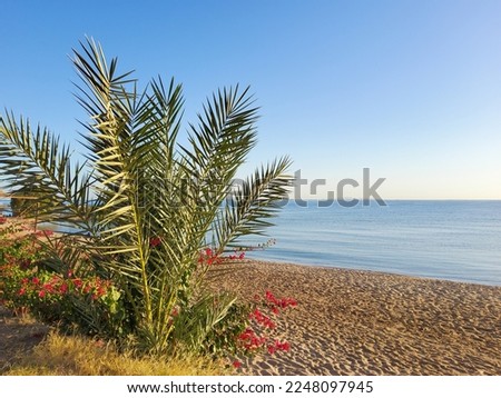 Palm on the beach, sea view horizon