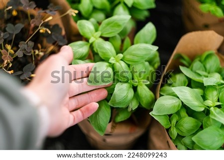 man customer hand choosing basil herb for planting in garden center  Royalty-Free Stock Photo #2248099243