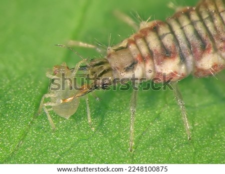 Green lacewing larva (Neuroptera: Chrysopidae) eating Aphid (Hemiptera: Aphididae) on a green leaf Royalty-Free Stock Photo #2248100875