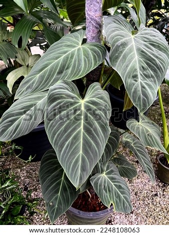 Philodendron splendid bush climbing on pole in garden background.  Royalty-Free Stock Photo #2248108063