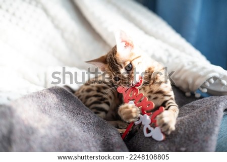 Bengal kitten plays with wooden toy "love is".Small tiger at home. Love concept. Photo for holidays , st.Valentines day banner 