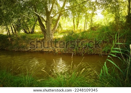 An old oak tree grows on the bank of a river in a field area full of vegetation and some poplars Royalty-Free Stock Photo #2248109345