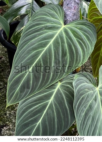 Close up unique green leaves with big heart shape of Philodendron splendid in garden background.  Royalty-Free Stock Photo #2248112395