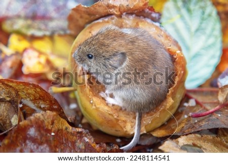 Horticulture. Voles feed on apples fallen from tree in garden until frosts. Rodents gnaw out peculiar round cavities in fruits, they eat pulp and especially like seeds. Common red-backed vole Royalty-Free Stock Photo #2248114541