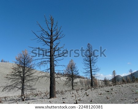 Blackened trees after a wildfire. Royalty-Free Stock Photo #2248120381