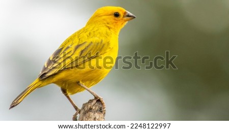 The true canary or canary of the earth, (scientific name: Sicalis flaveola L.), canary-da-horta, canary-canary, canary-chapinha, is a species of bird of the family Emberizidae. Royalty-Free Stock Photo #2248122997