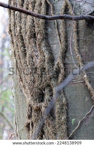 hedera helix on a beech trunk