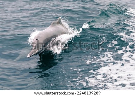 Indo-Pacific bottlenose dolphin, Tursiops aduncus, jumping above the sea water. Breathing hole and fin. Royalty-Free Stock Photo #2248139289