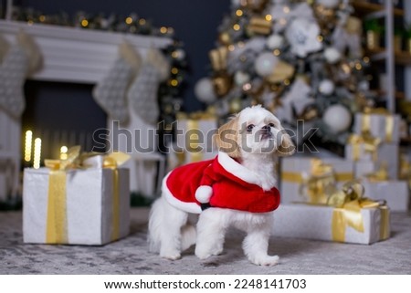 A small cute Shih Tzu dog in a New Year's outfit stands against the background of a Christmas tree with gifts and a fireplace