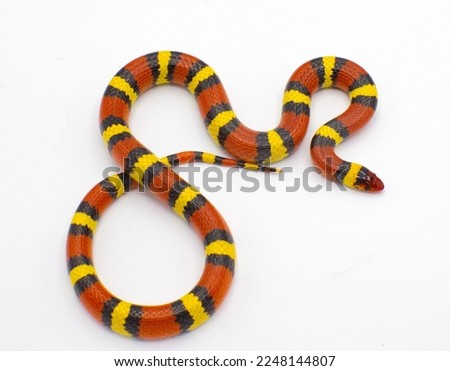 Wild scarlet kingsnake or scarlet milk snake - Lampropeltis elapsoides - Isolated on white background view from above dorsal angle. Red and black, friend of Jack is the rhyme that shows it is harmless Royalty-Free Stock Photo #2248144807