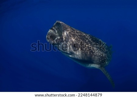 Gorgeous giant whale shark with open mouth swims in the blue sea abyss for close-up