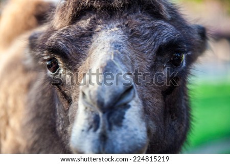 Close Up Camel