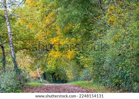 footpath through autumn coloured trees in the english countryside