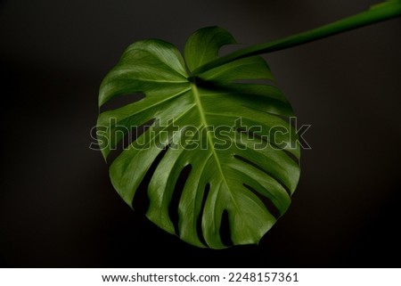 green leaf monsters on a dark background