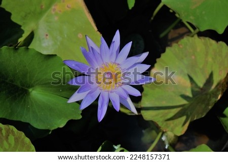 Purple water lily  flower with leaf stock photo