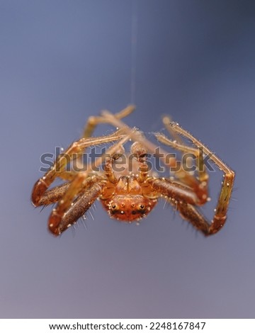 An acrobatic crab spider, behaving like Spiderman