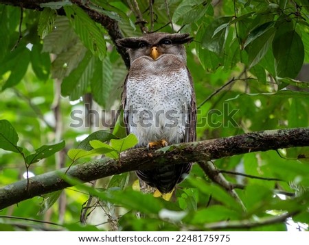 Barred eagle-owl Bubo Sumatranus perching on tree branch in Danum Valley rainforest Sabah Borneo Malaysia