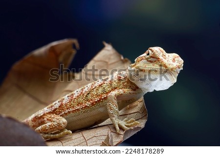 Baby bearded dragon lizard playing on a leaf