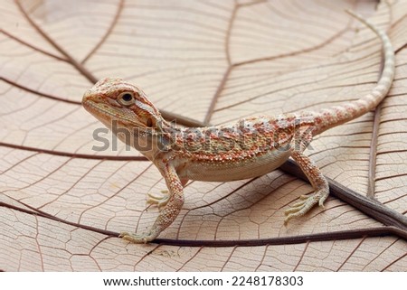 Baby bearded dragon lizard playing on a leaf