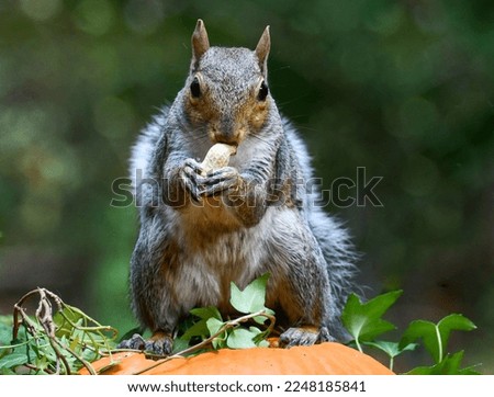 Eastern gray squirrel holding peanut