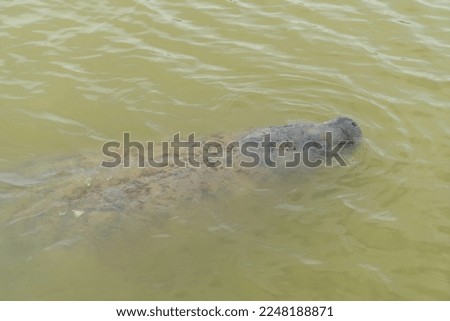 Manatees (family Trichechidae, genus Trichechus) are large, fully aquatic, mostly herbivorous marine mammals sometimes known as sea cows. Everglades National Park, Florida.