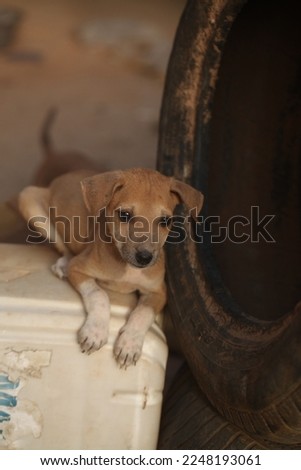 animal closeup - vertical photography: a dog puppy, sitting on a plastic container, outdoors on a sunny day in the Gambia, Africa, by a black tire