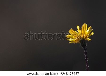 Wild yellow flower named Rough hawkbit. Leontodon hispidus.